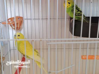  1 جوز حب شغال