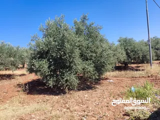  2 مزرعه خمسة دونمات صروت مزروعه تربه حمراء موقع مميز