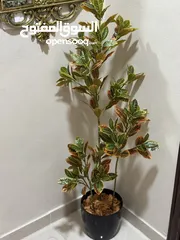  12 شجر اطناعي بطابع الطبيعي
