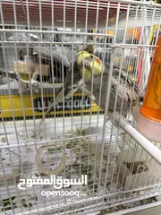  5 عصافير كنار وكوكتيل