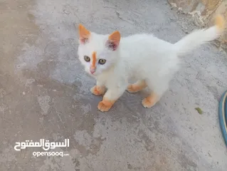  8 قطاط شرزي متوفر لدنا
