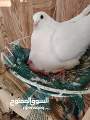  1 حمام فرنسي لاحم