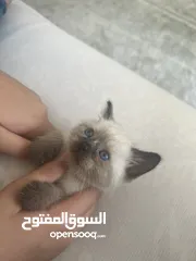  10 قط ذكر للبيع satılık erkek kedi