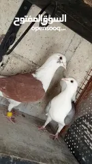  6 جواز حمام للبيع