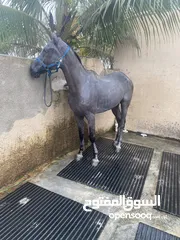  1 حصان مخصي للبيع