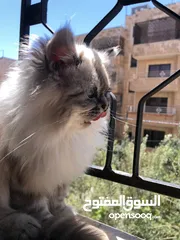 2 قطة شانشيلا أنثى عمرها ما بين 6_7 شهور غير ملقحه وبدون نسب او شهادة تحب اللعب وفي صحة جيدة