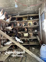  4 حمام زواج زق