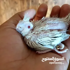  9 كوكتيل فالو وايت فيس