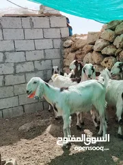  3 متاح طقم شعاري عجمي نخب اول