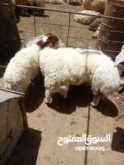 2 عبر لحم عدد 6 يقطعن حول 15 كيلو صافي ما يضحن