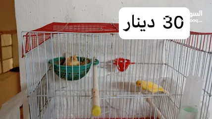  15 كناري فحول نار يوجد جواز و مخاليف بسم الله ماشاء الله جاهزة مية بالمئة