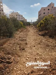  5 ارض دائرة السير