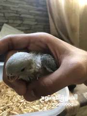  3 فرخ روز سينابون وايت العمر 32 يوم