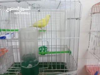  3 أنثى ليموني شغاله معبيه بدها تبيض مع قفص 3  مخاليف كنار الأنثى ليموني عمر 5 أشهر مع قفص السعر 9