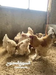  2 بيض دجاج مخصب للسلالات الانجليزية والامريكية