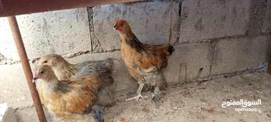 2 متاح صيصان براهما عمر 5 اشهر