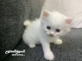  2 قطط ذكور واناث شيرازي