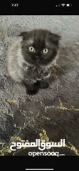  1 Male Scottish fold kitten