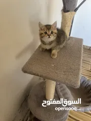  1 سكوتش تريبل فولد وستريت