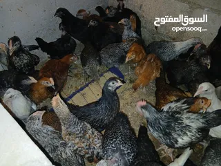  4 فرخات عمر 3 شهور وشهرين ونص