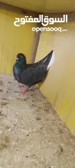  15 الحمام البيع في السلط
