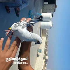  2 حمام كش  نضيف