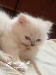  2 قطط للبيع همالايا للبيع ما شاء الله