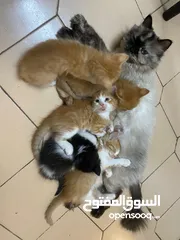  6 قطه سيامي هملايا للتبني