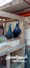  5 حمام للببع  كفاله شغل
