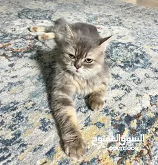  14 استضافة قطط في بيئة منزلية مريحة يومي اسبوعي شهري Hosting cats in a comfortable home environment