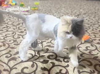  2 قطط نثيه وفحل