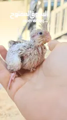  1 baby cockatiels