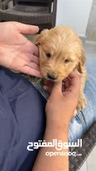  3 puppy Golden Retriever جرو جولدن رتريفر