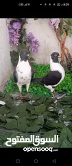  3 جواز حمام شغالات نخب للبيع