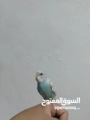  2 فرخ حب للبيع