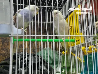  2 عصافير للبيع ألبوم في منهم