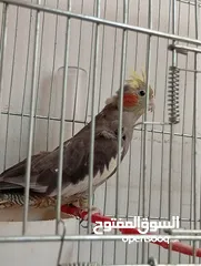  24 يوجد لدي اربع ببغاوات كوكتيل ما في ولا واحد منهم اليف في واحد بس شوي اليف  شاهد الوصف
