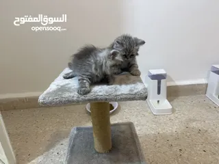  2 كتن للبيع بسعر مغري
