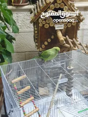  2 طيره دره جاهزه شبه أليفه
