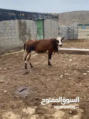  1 عجله العمر سنه محليه