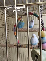  3 Budgerigar parakeets ( Budgie)