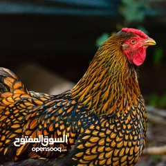  21 صوص لوهمان براون الالماني Lohman Brown  السلالة الاصلية