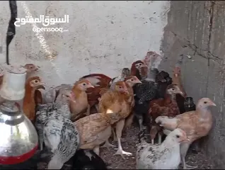 4 للبيع دجاج عماني سعر الحبه ريال