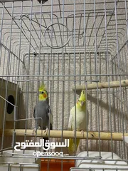  1 زوج كوكتيل للبيع