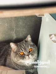  3 قط نوعه سكوتش فولد للبيع