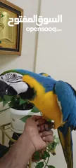  1 FULLY TAMED AND TALKING MACAW