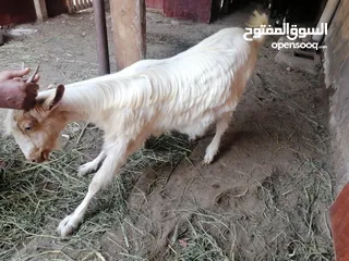  1 غنم للبيع م شاء الله