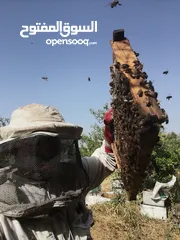  1 مناحل عسل مملكة النحل سعر خاص للتجار و للكميات قطفة جديده هذا العام