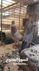  2 جواز حمام نخب كلو شغال وتحتو بيض