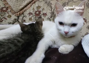  7 قطط انقورا التركي